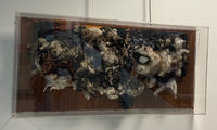 "Tar Feather Cotton and Egg" by Russell Murray